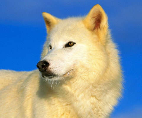 White Wolf screenshot #1 480x400