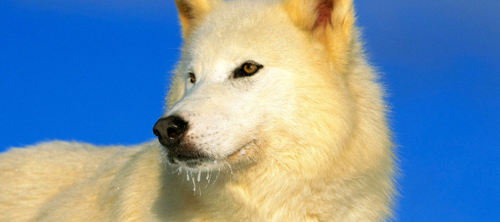 Fondo de pantalla White Wolf 720x320