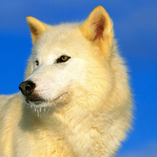 White Wolf Wallpaper for 1024x1024