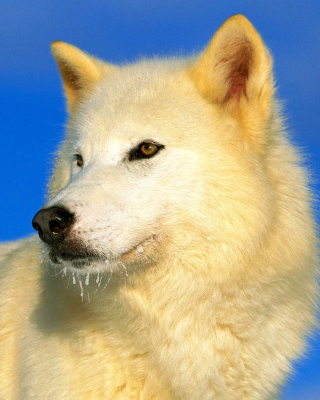 White Wolf sfondi gratuiti per Nokia X3-02