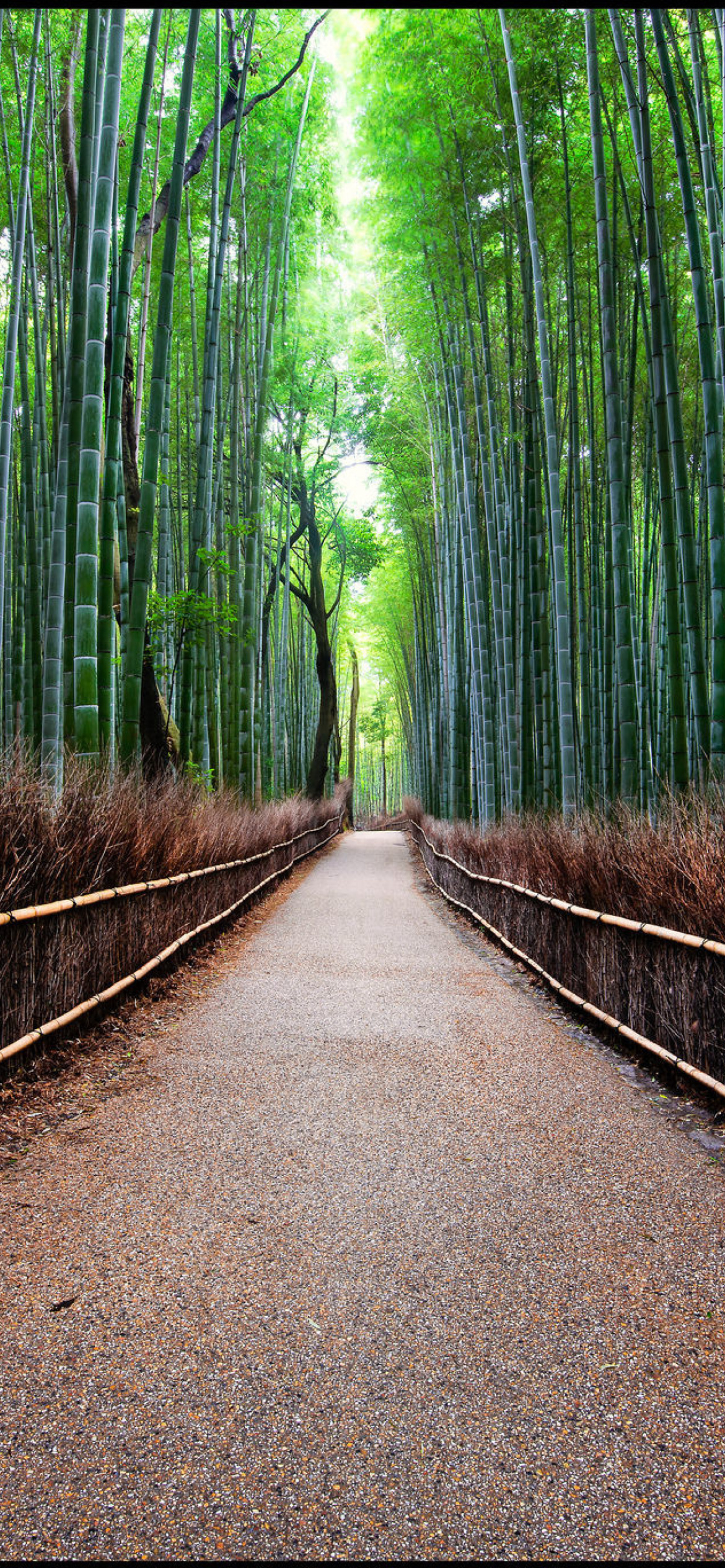 Bamboo Forest Arashiyama in Kyoto wallpaper 1170x2532
