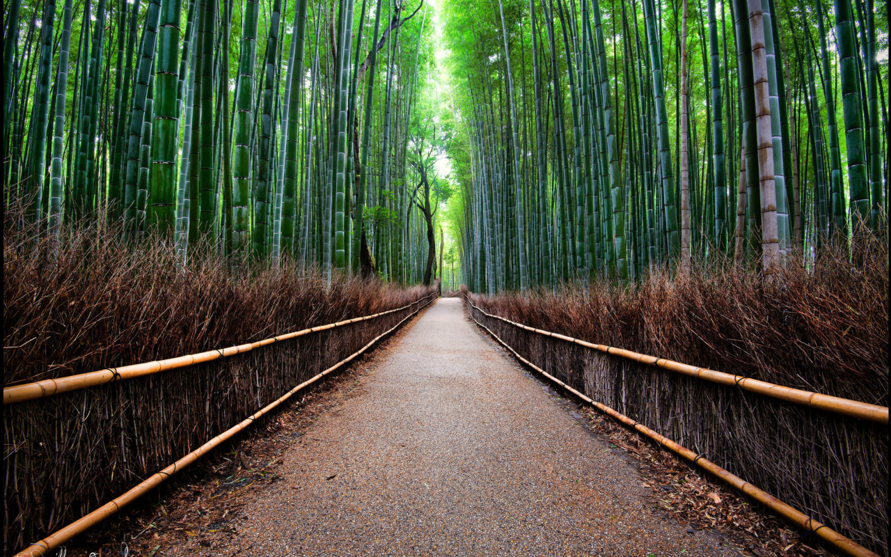 Fondo de pantalla Bamboo Forest Arashiyama in Kyoto 1280x800