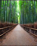 Fondo de pantalla Bamboo Forest Arashiyama in Kyoto 128x160