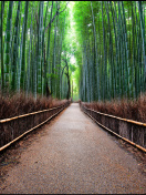 Обои Bamboo Forest Arashiyama in Kyoto 132x176