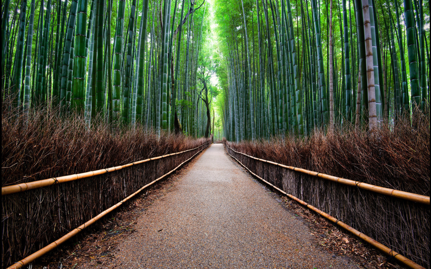 Screenshot №1 pro téma Bamboo Forest Arashiyama in Kyoto 1680x1050