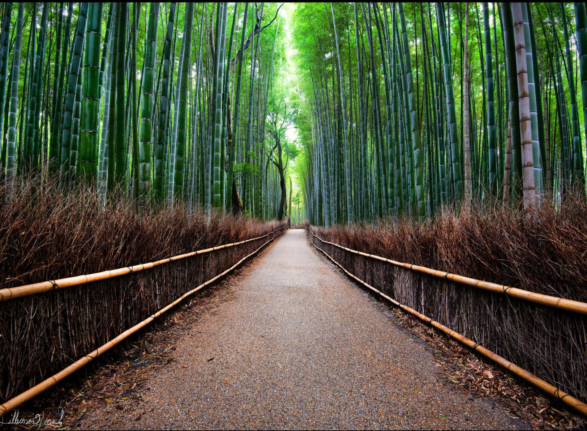 Fondo de pantalla Bamboo Forest Arashiyama in Kyoto 1920x1408