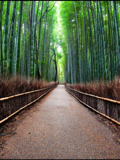 Fondo de pantalla Bamboo Forest Arashiyama in Kyoto 240x320