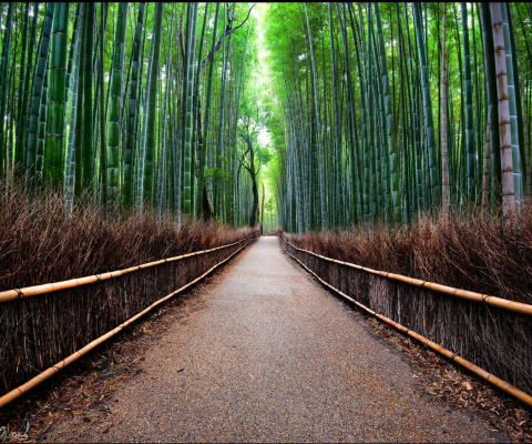 Das Bamboo Forest Arashiyama in Kyoto Wallpaper 480x400