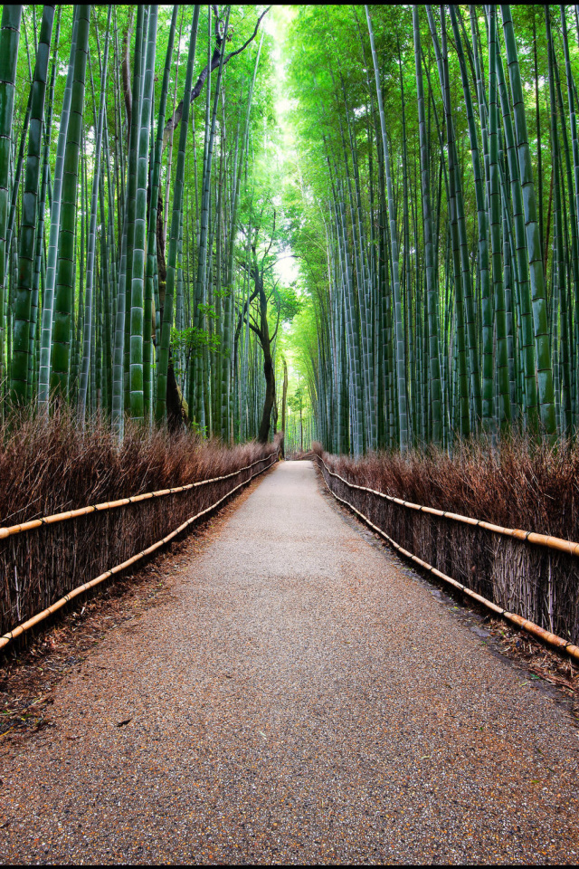 Das Bamboo Forest Arashiyama in Kyoto Wallpaper 640x960