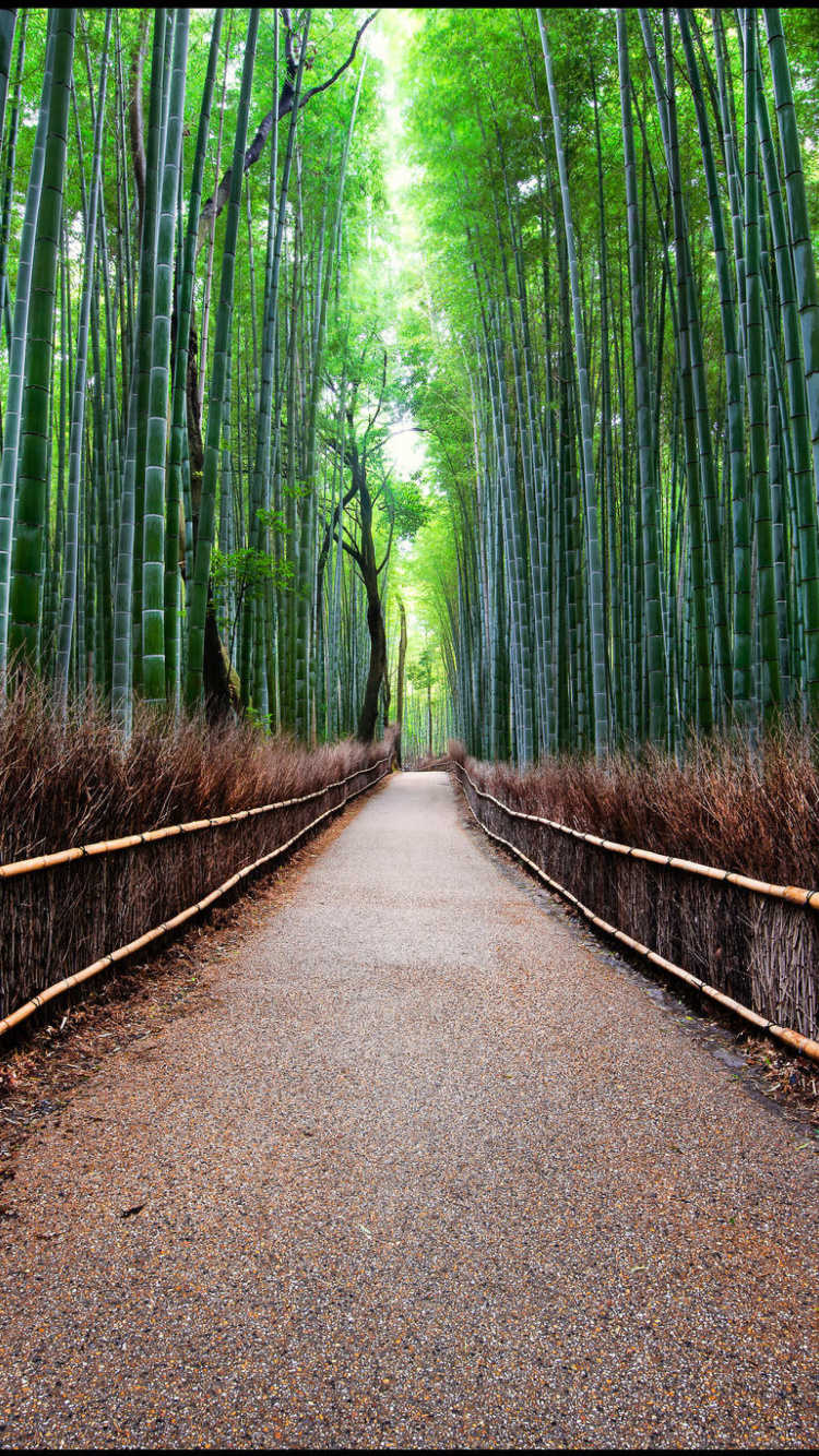 Screenshot №1 pro téma Bamboo Forest Arashiyama in Kyoto 750x1334