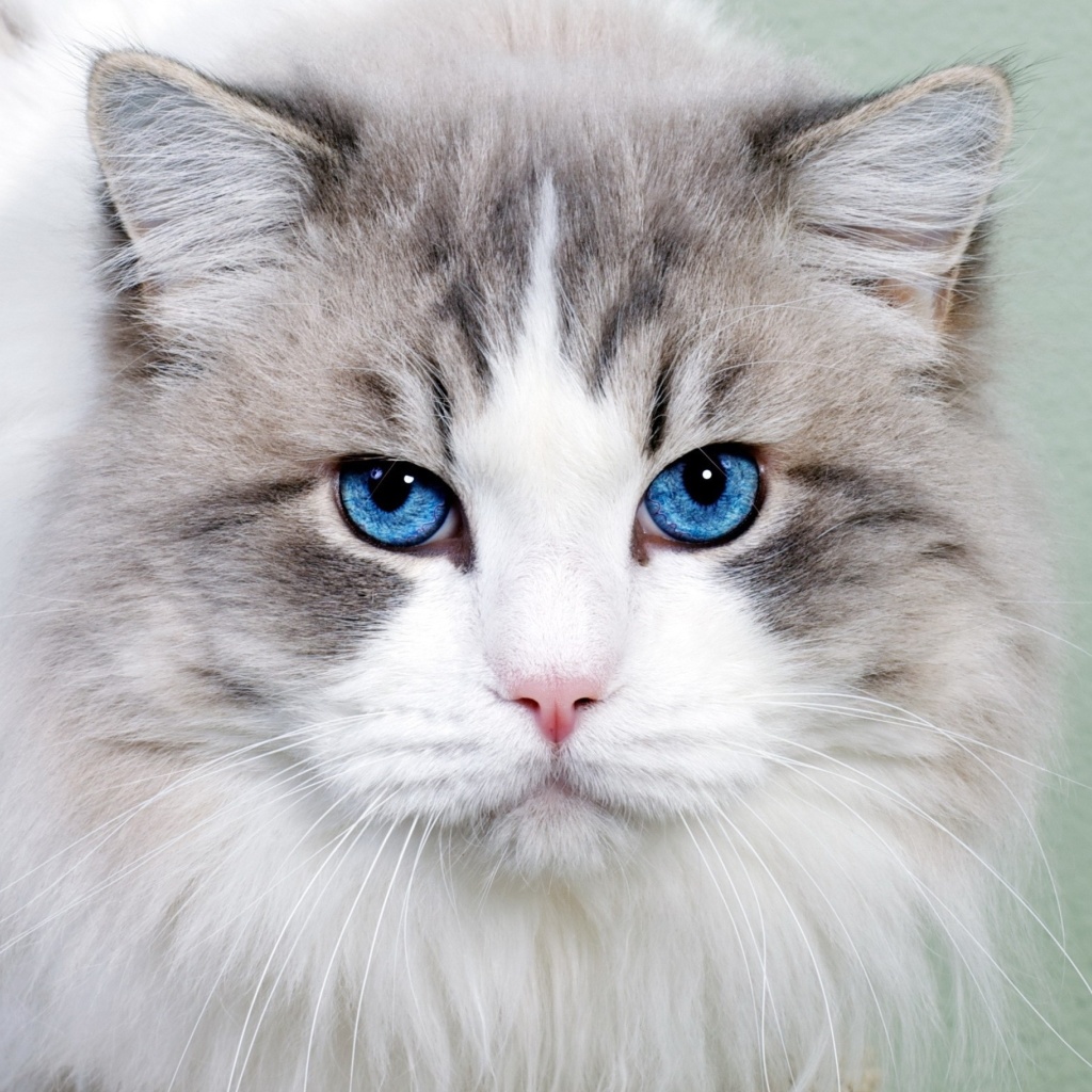 Обои Cat with Blue Eyes 1024x1024