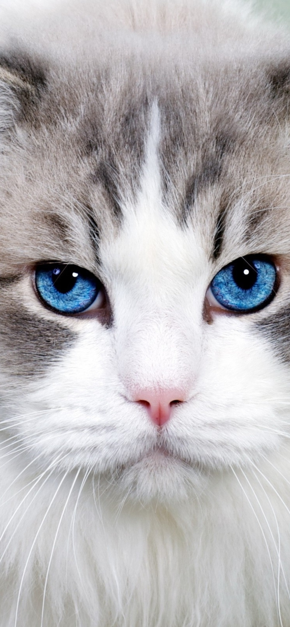 Cat with Blue Eyes wallpaper 1170x2532