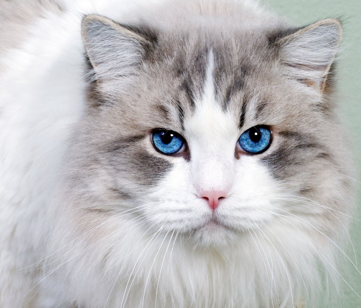 Обои Cat with Blue Eyes 1200x1024