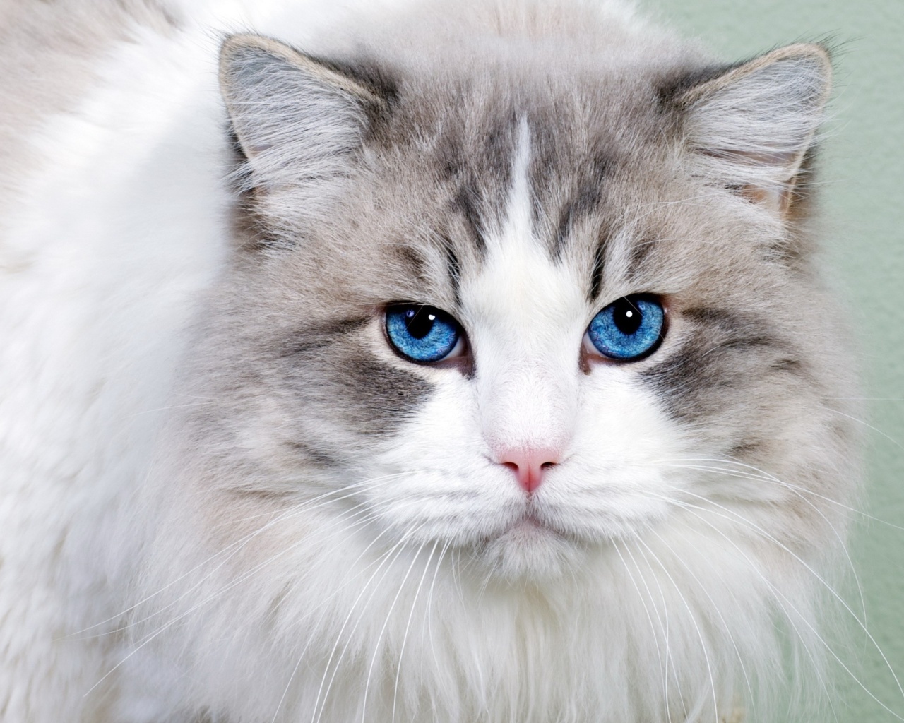 Fondo de pantalla Cat with Blue Eyes 1280x1024