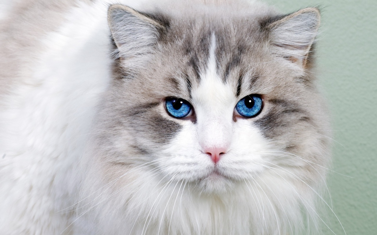 Cat with Blue Eyes wallpaper 1280x800