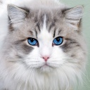 Cat with Blue Eyes wallpaper 128x128