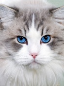 Das Cat with Blue Eyes Wallpaper 132x176
