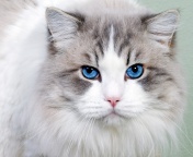 Fondo de pantalla Cat with Blue Eyes 176x144