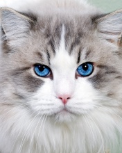 Cat with Blue Eyes wallpaper 176x220