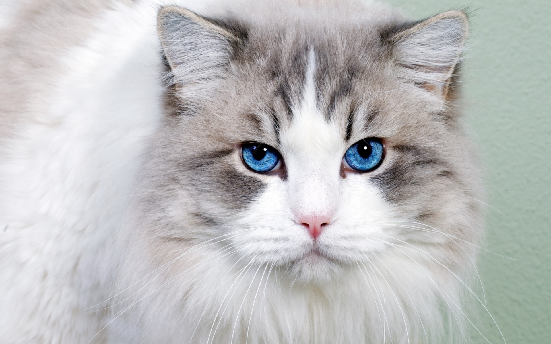 Screenshot №1 pro téma Cat with Blue Eyes 1920x1200
