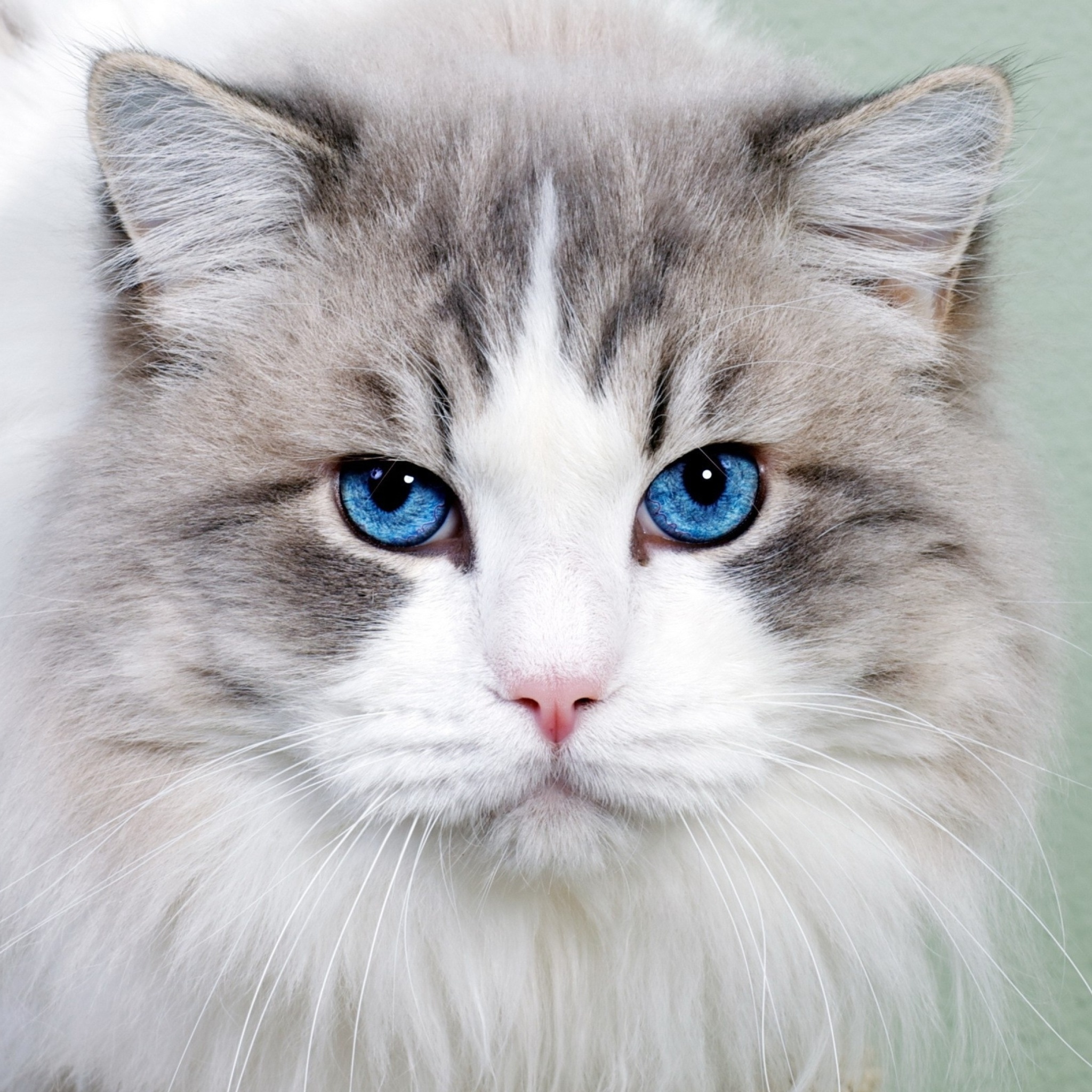 Обои Cat with Blue Eyes 2048x2048