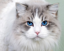 Fondo de pantalla Cat with Blue Eyes 220x176