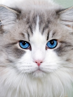 Fondo de pantalla Cat with Blue Eyes 240x320