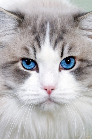 Обои Cat with Blue Eyes 320x480