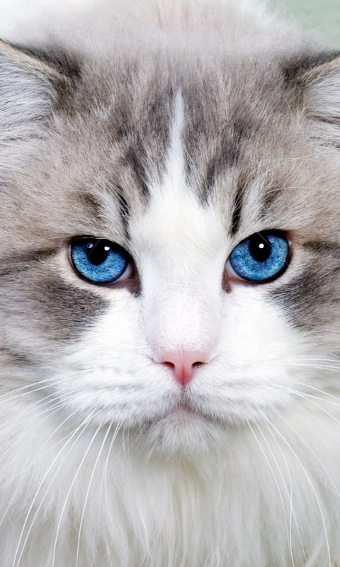 Cat with Blue Eyes wallpaper 480x800