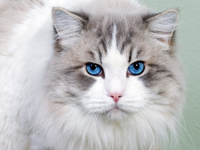 Das Cat with Blue Eyes Wallpaper 640x480