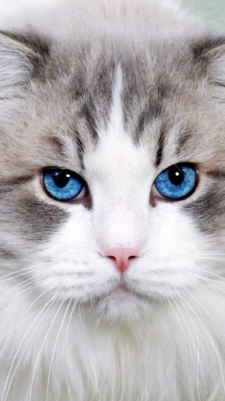 Cat with Blue Eyes wallpaper 750x1334
