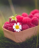 Обои Raspberry Basket And Daisy 128x160