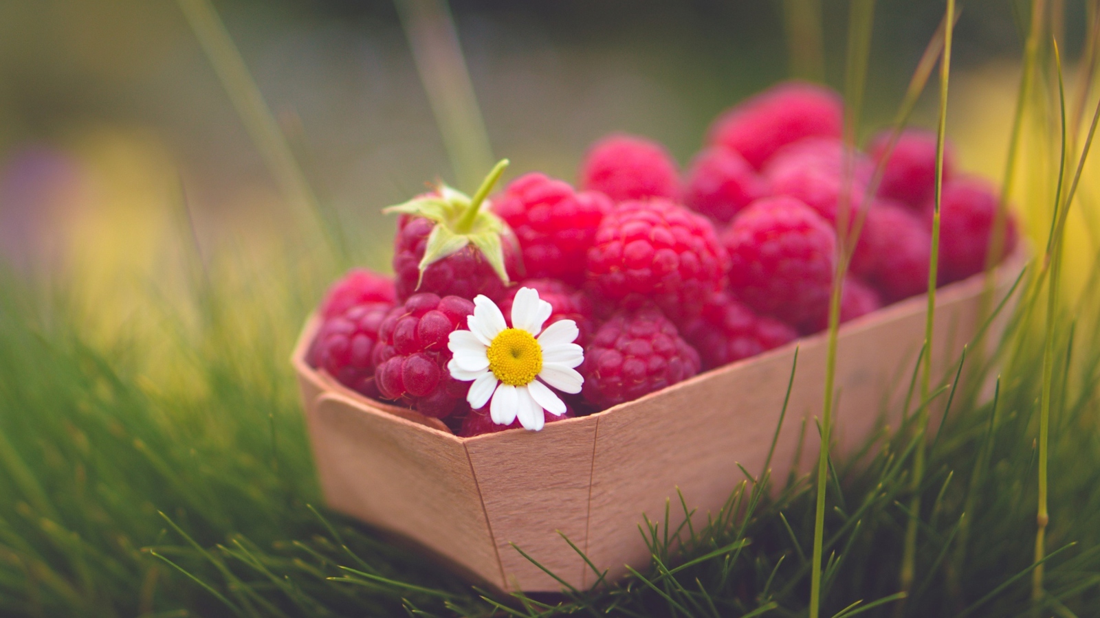 Sfondi Raspberry Basket And Daisy 1600x900