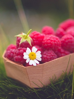 Raspberry Basket And Daisy wallpaper 240x320