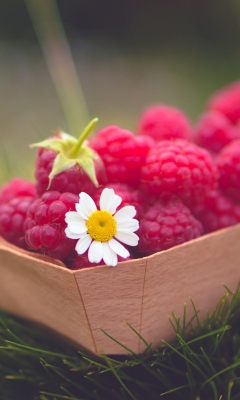 Raspberry Basket And Daisy wallpaper 240x400