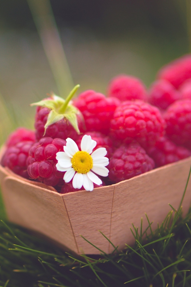 Raspberry Basket And Daisy screenshot #1 640x960