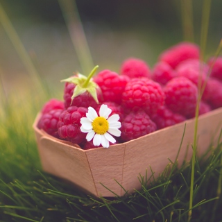 Raspberry Basket And Daisy Wallpaper for iPad 3