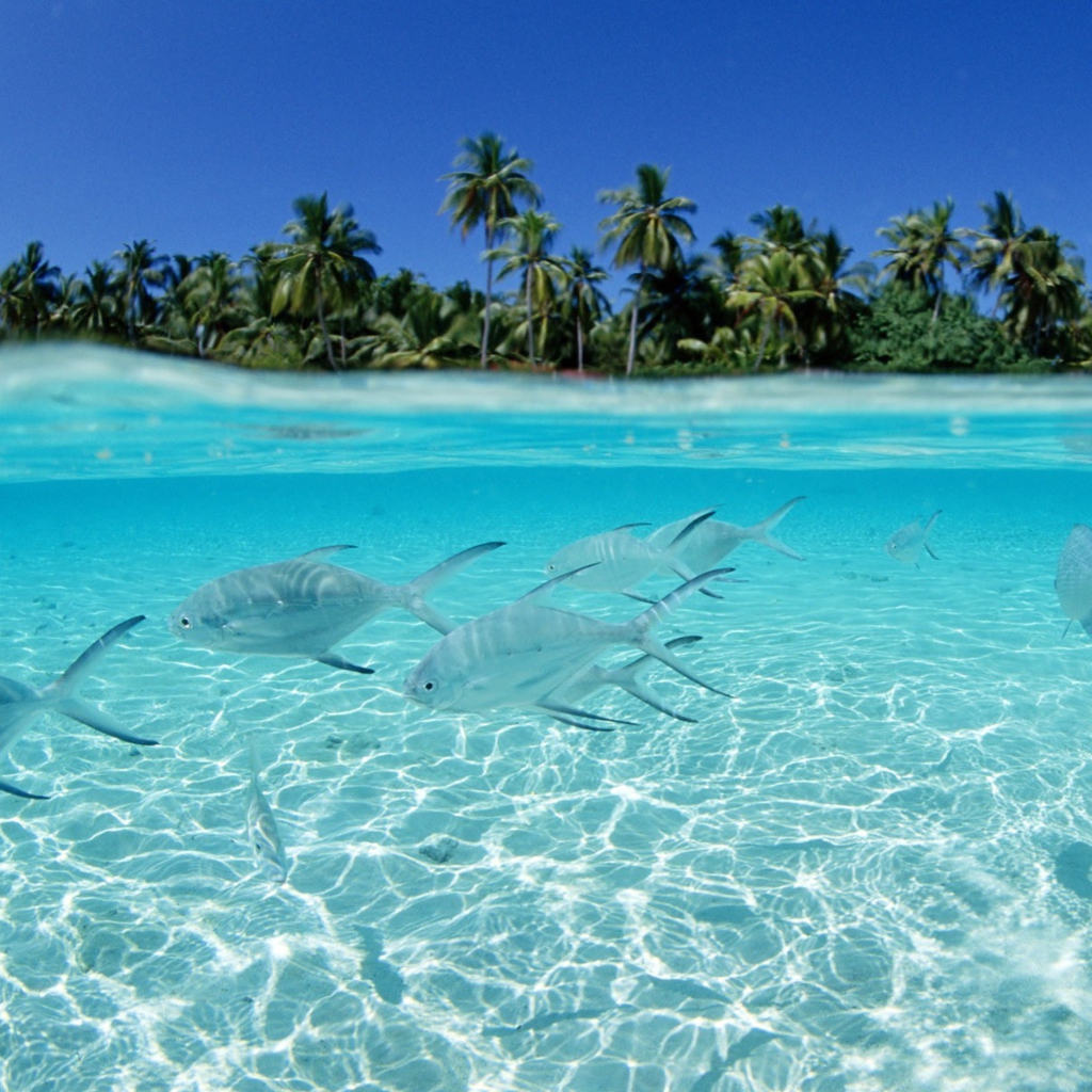Sfondi Tropical Island And Fish In Blue Sea 1024x1024
