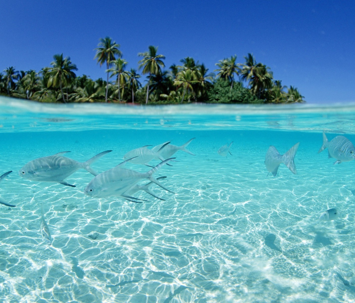 Sfondi Tropical Island And Fish In Blue Sea 1200x1024