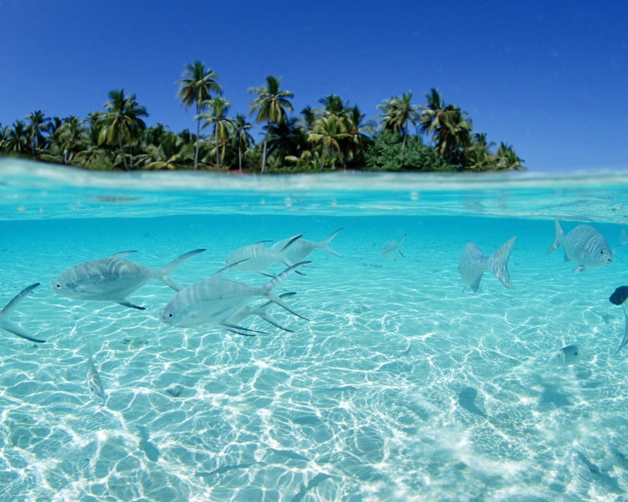 Tropical Island And Fish In Blue Sea wallpaper 1280x1024