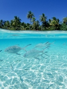 Tropical Island And Fish In Blue Sea screenshot #1 132x176