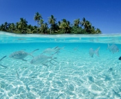 Tropical Island And Fish In Blue Sea wallpaper 176x144