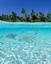 Tropical Island And Fish In Blue Sea wallpaper 176x220
