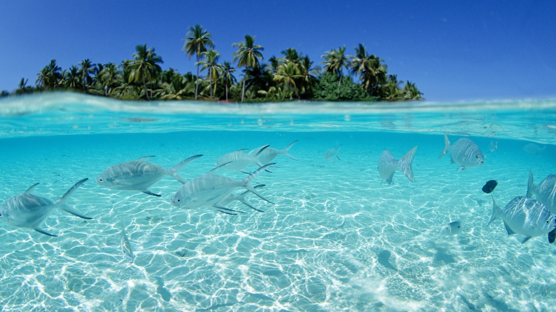 Tropical Island And Fish In Blue Sea wallpaper 1920x1080