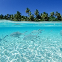 Tropical Island And Fish In Blue Sea wallpaper 208x208