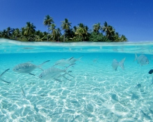 Tropical Island And Fish In Blue Sea wallpaper 220x176