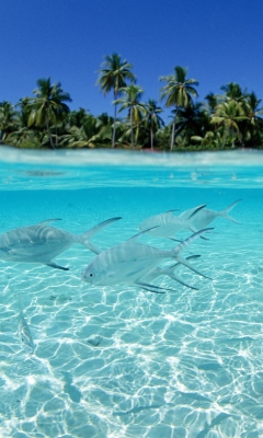 Sfondi Tropical Island And Fish In Blue Sea 240x400