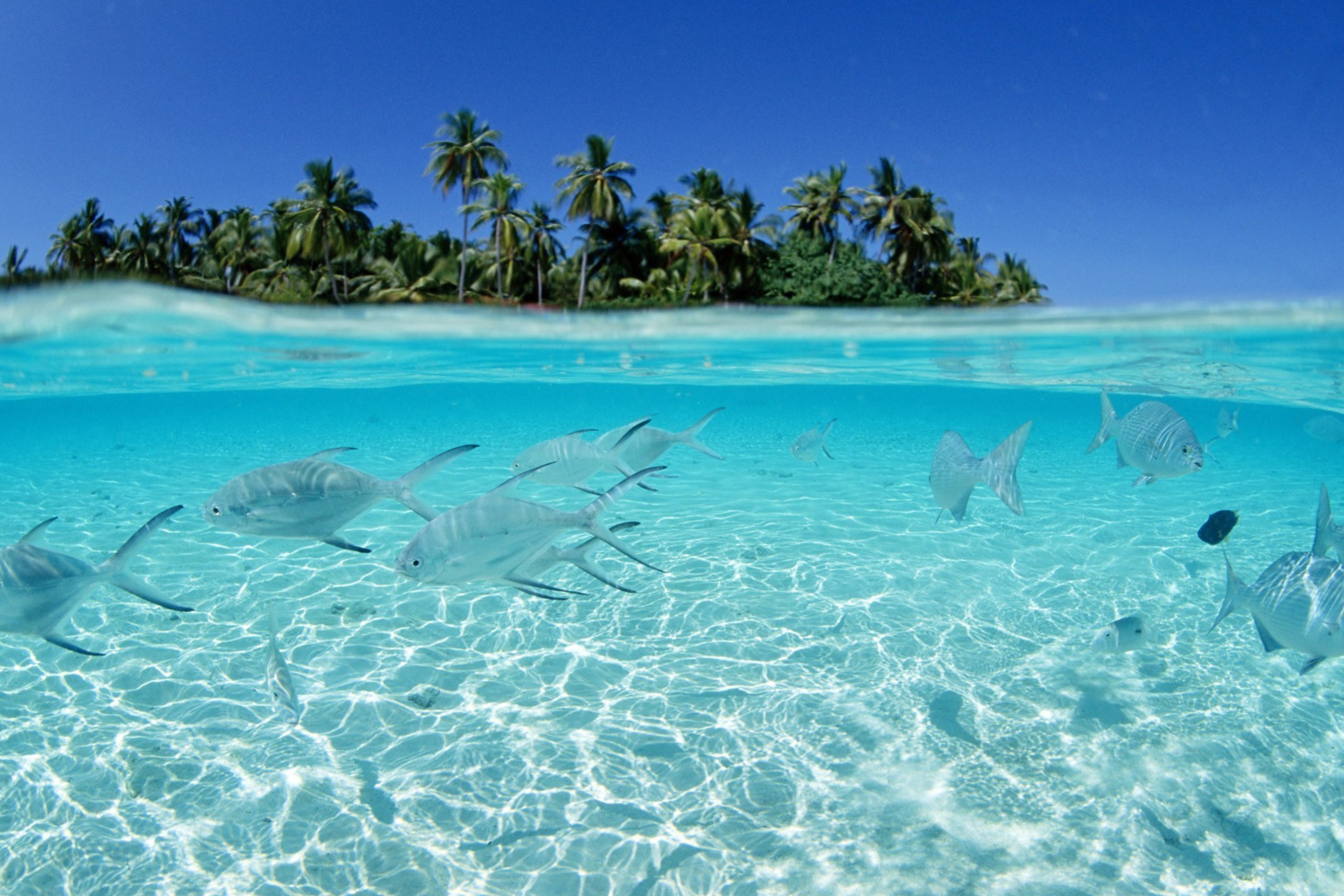 Обои Tropical Island And Fish In Blue Sea 2880x1920