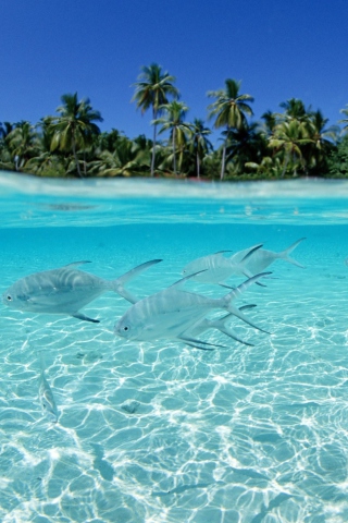 Fondo de pantalla Tropical Island And Fish In Blue Sea 320x480
