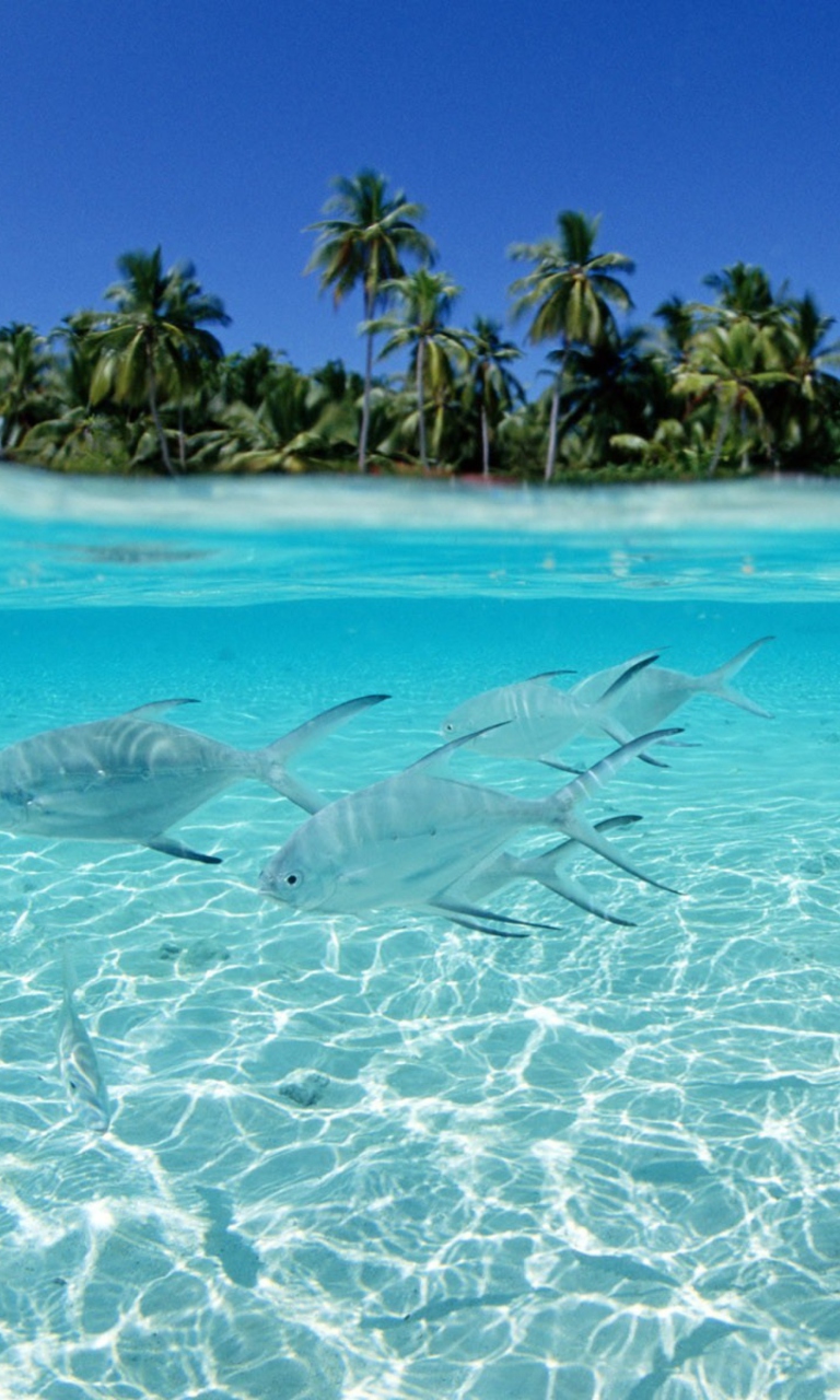 Tropical Island And Fish In Blue Sea wallpaper 768x1280
